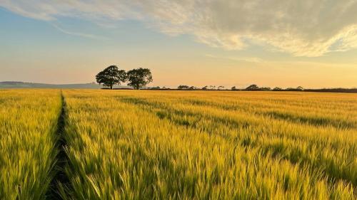 Lochlea 5年 2018 FIRST FILL BOURBON BARREL アデルフィ